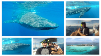 WHALE SHARK DISCOVERY
