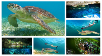 TURTLES AND CENOTE SNORKEL DISCOVERY